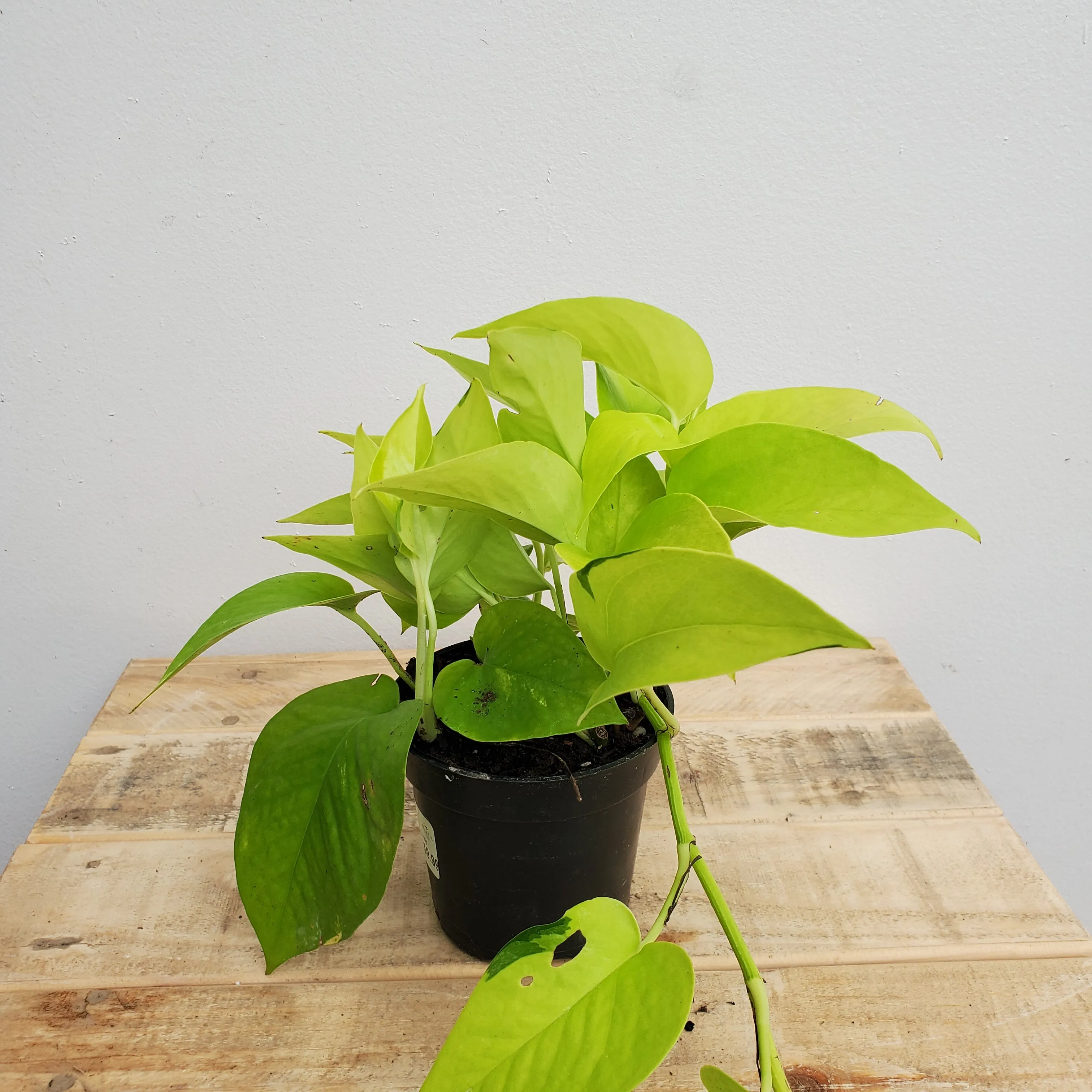 4" pothos neon