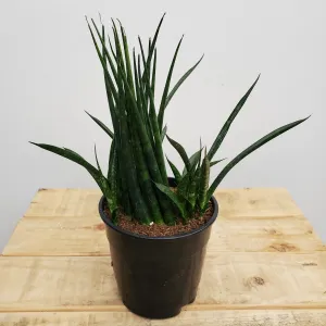 5" sansevieria fernwood