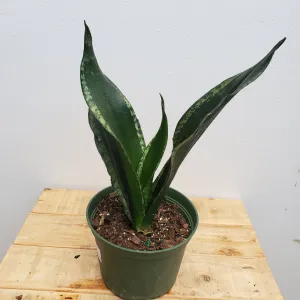 6" sanseveria silver flame