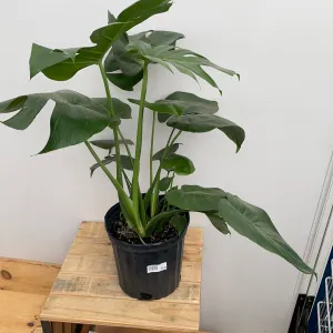 8" monstera deliciosa