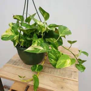 8" pothos golden hb