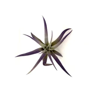 Plagiotropica Airplant